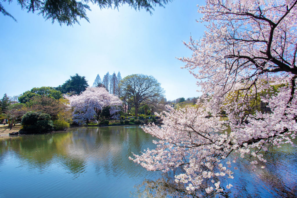 Shinjuku Gyoen Park-spring